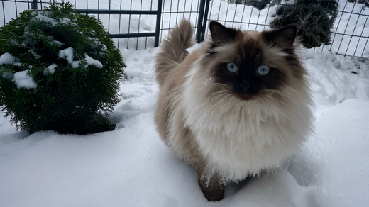 Pancakes, a gloriously fluffy ragdoll cat with blue eyes, stands in the snow in his yard